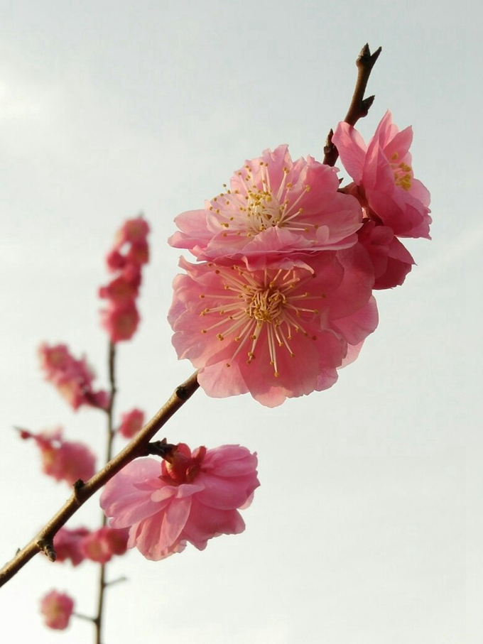 17《春景》商英161孙绘芳.jpg